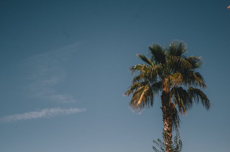 palm tree and clear sky