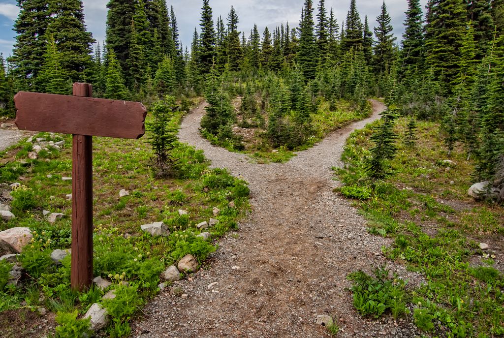 Blank wooden signpost beside a gravel trail that forks into two paths through a conifer forest, representing choosing a starting point