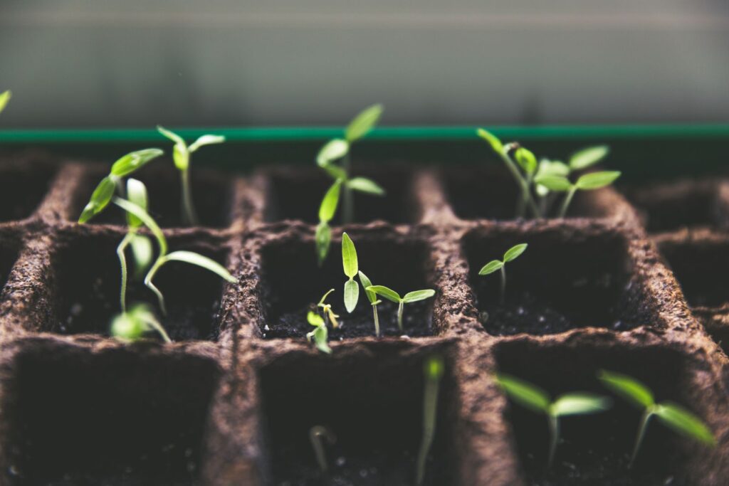 Green seedlings sprouting from soil in a dark seed starting tray